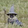 Gandalf the Pug