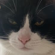 dapperkat