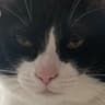 dapperkat