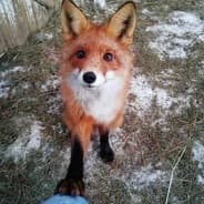 fox