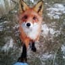 fox