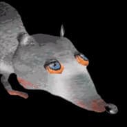 Dingoid