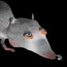 Dingoid