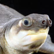 Yung snak