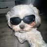 wagwan