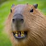 toothlessbara