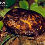 Breviceps sylvestris sylvestris