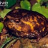 Breviceps sylvestris sylvestris