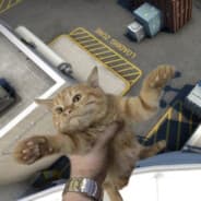 Yeet the Cat