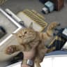 Yeet the Cat