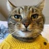 Drippy Cat