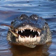 Vach1slav