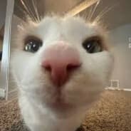 silly cate