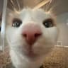 silly cate