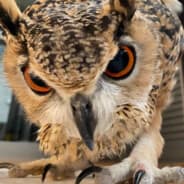 The One Who Hoots