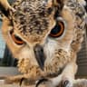 The One Who Hoots