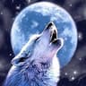 Wolf5053