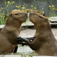 Kissemissen