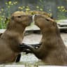 Kissemissen