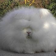 Fluffy