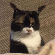 Luccy