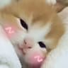 Perish