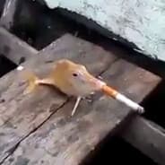 Nildo dedo mole