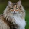 victor607