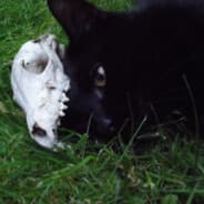 RadioactiveCatMeow