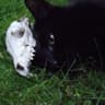 RadioactiveCatMeow