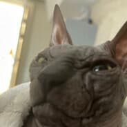 GodZPeppe