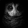 MorbidOwl