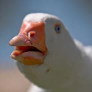 lf prokel