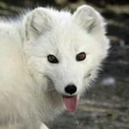 Arctic_Fox