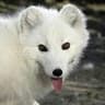 Arctic_Fox