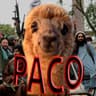 Alpaca Paco