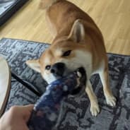 iNSTINCT