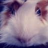 alastor