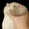 Koberec