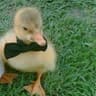 duck.exe
