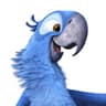 Pipo
