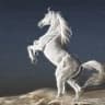 White_Stallion223