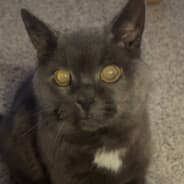 flomaaja