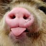 Snout