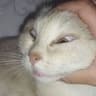 Ferma
