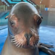sea lion