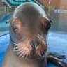 sea lion