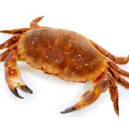 Fat Homophobic Crab