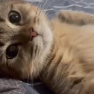 Virdus 🙀ALL INV FOR TRADE🙀