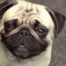 Compañero Señor Mr. Mops